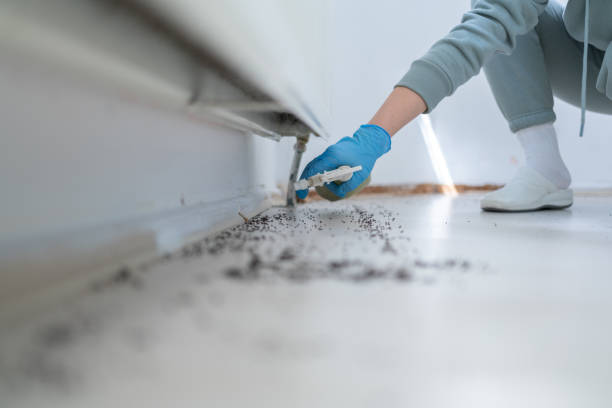 Best Local Pest Control Services  in Cashmere, WA